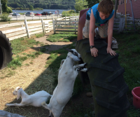 Aidan teaching goats how to climb.